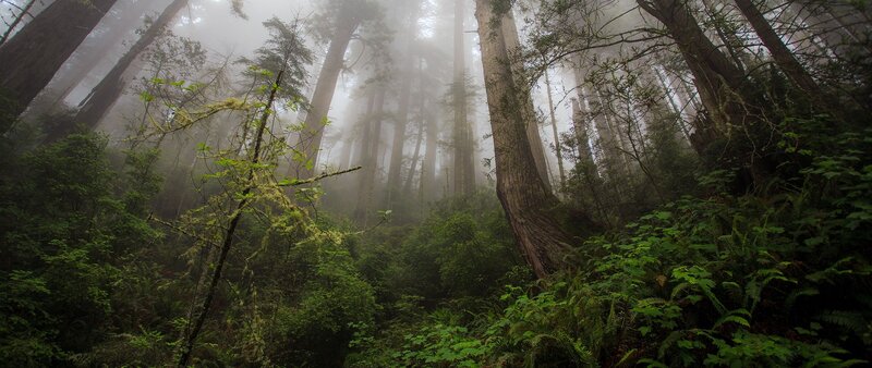 Redwood Forest — Green, Misty, Photograph