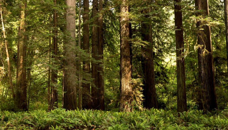 Redwood Forest — Green, Serene, Afternoon, Photograph, Trees, Ferns