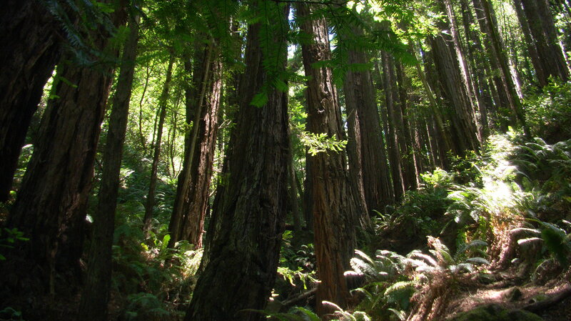 Redwood Forest — Green, Serene, Afternoon
