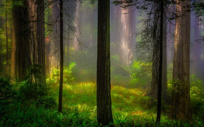 Redwood Forest — Green, Serene, Morning, Photograph, Trees, Fog, Sunlight, Ferns