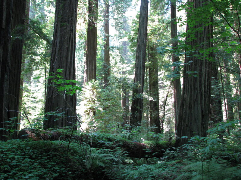 Redwood Forest — Green, Serene, Morning, Photograph, Trees, Foliage