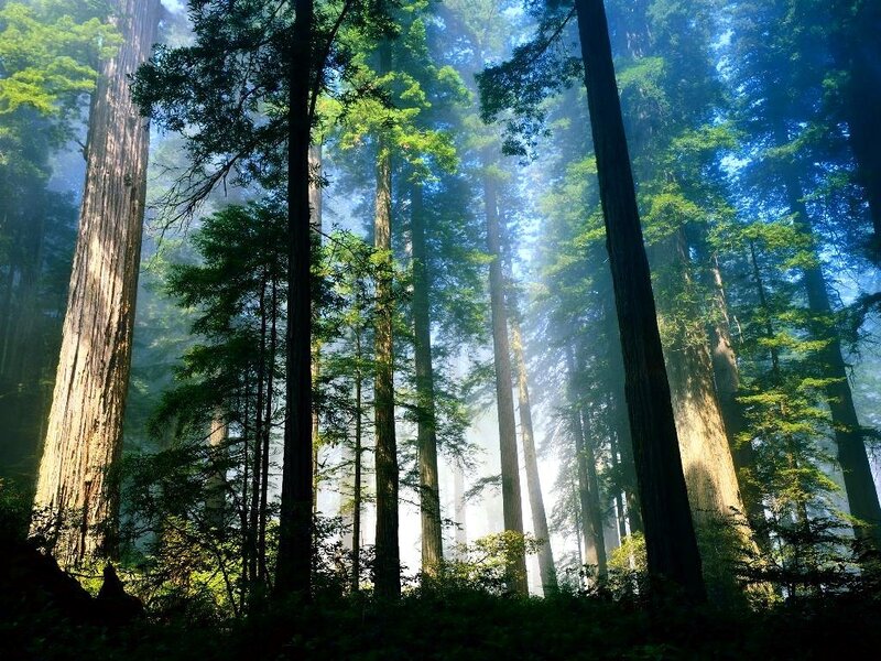 Redwood Forest — Green, Serene, Morning, Photograph, Trees, Sunlight, Mist