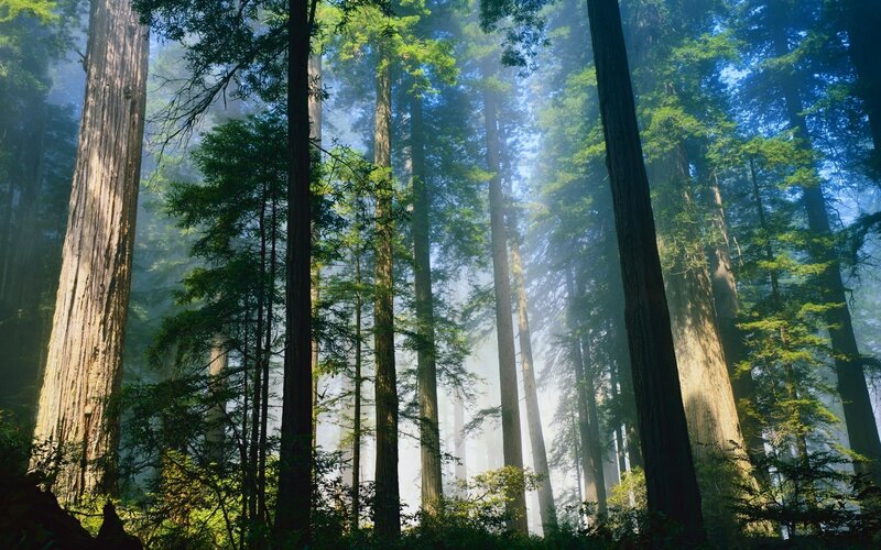 Redwood Forest — Green, Serene, Morning