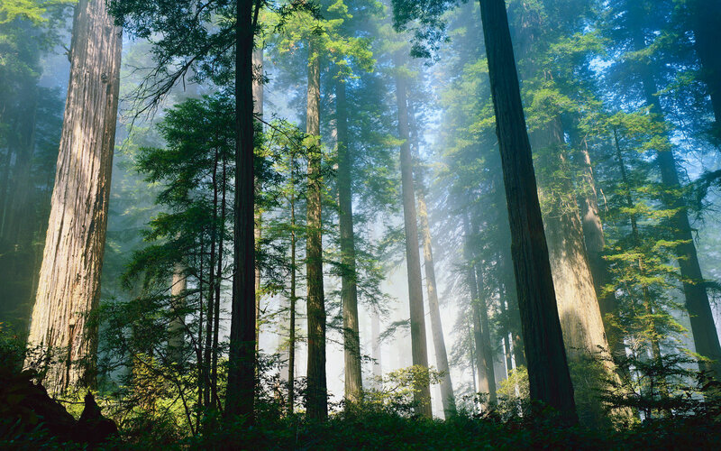 Redwood Forest — Green, Serene