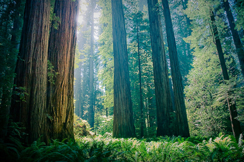 Redwood Forest — Green