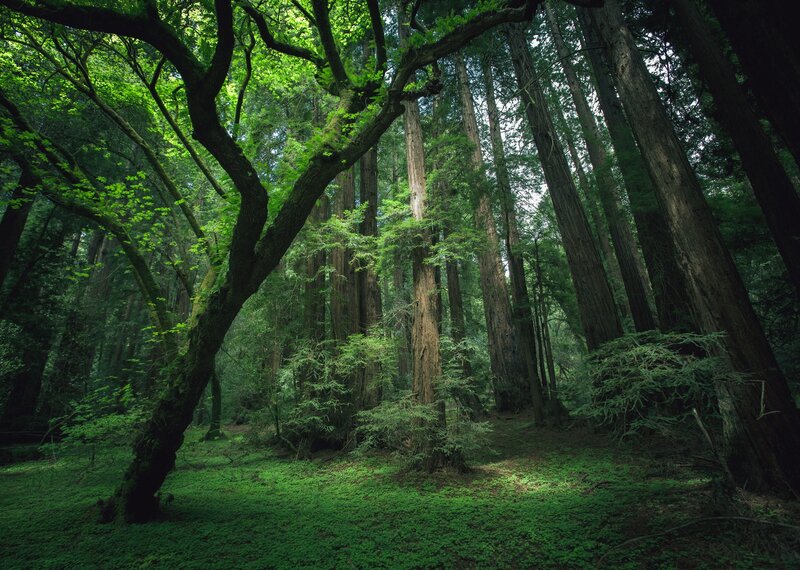 Redwood Forest Interior — Green, Serene