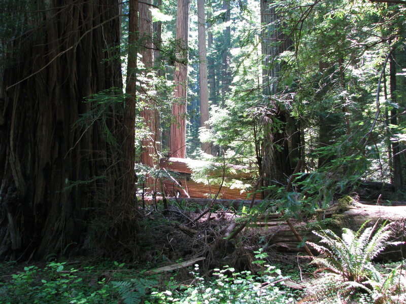 Redwood Forest Interior — Green