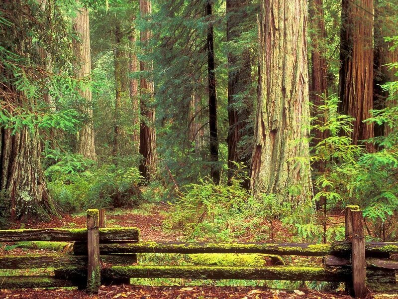 Redwood forest path