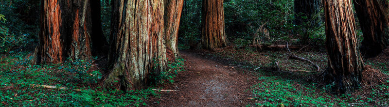 Redwood Forest Path — Brown, Serene, Afternoon