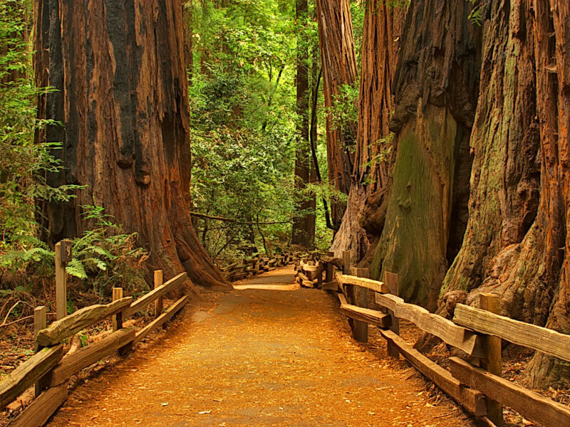 Redwood Forest Path — Brown