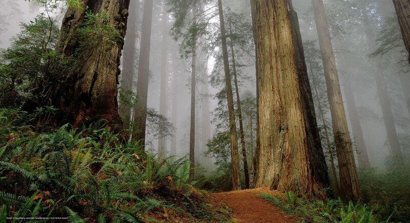 Redwood Forest Path — Green, Misty, Morning, Photograph, Trees, Fog
