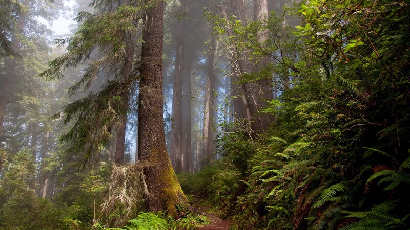 Redwood Forest Path — Green, Misty, Morning, Photograph, Trees, Moss, Fog