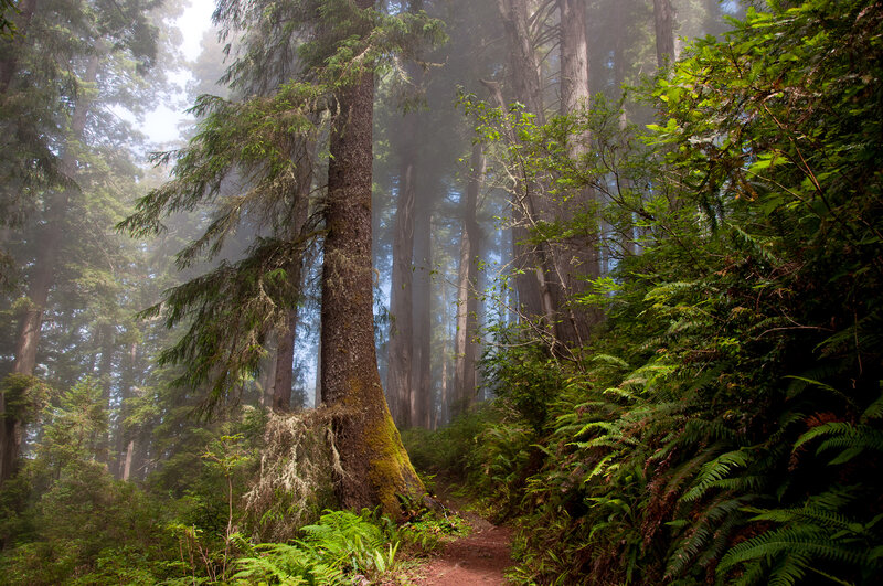 Redwood Forest Path — Green, Misty, Morning