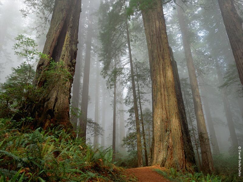 Redwood Forest Path — Green, Misty