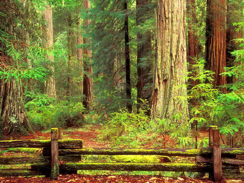Redwood Forest Path — Green, Serene, Afternoon, Photograph, Fence