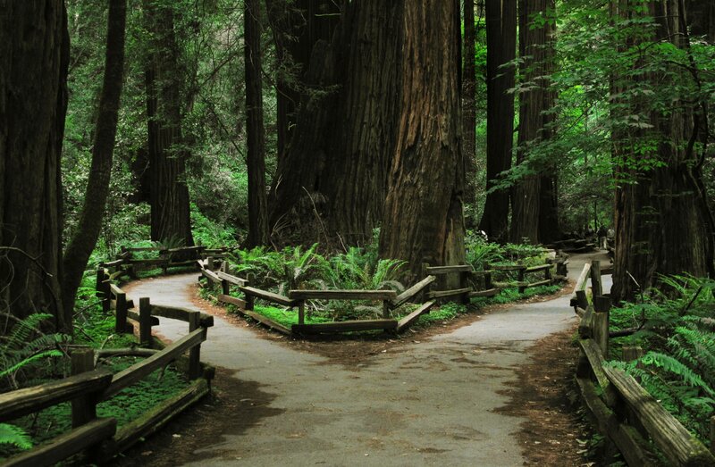 Redwood Forest Path — Green, Serene, Afternoon, Photograph