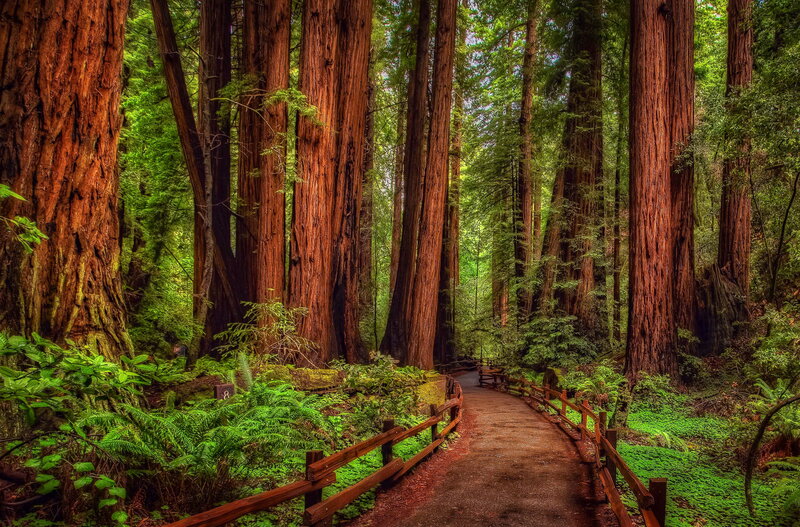 Redwood Forest Path — Green, Serene, Afternoon, Photograph, Trees, Fences, Ferns