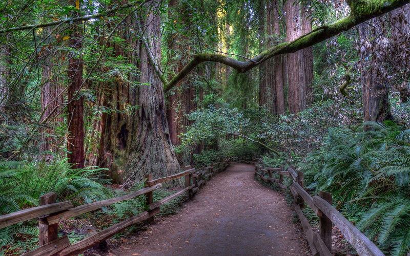 Redwood Forest Path — Green, Serene, Afternoon, Photograph, Trees, Fences
