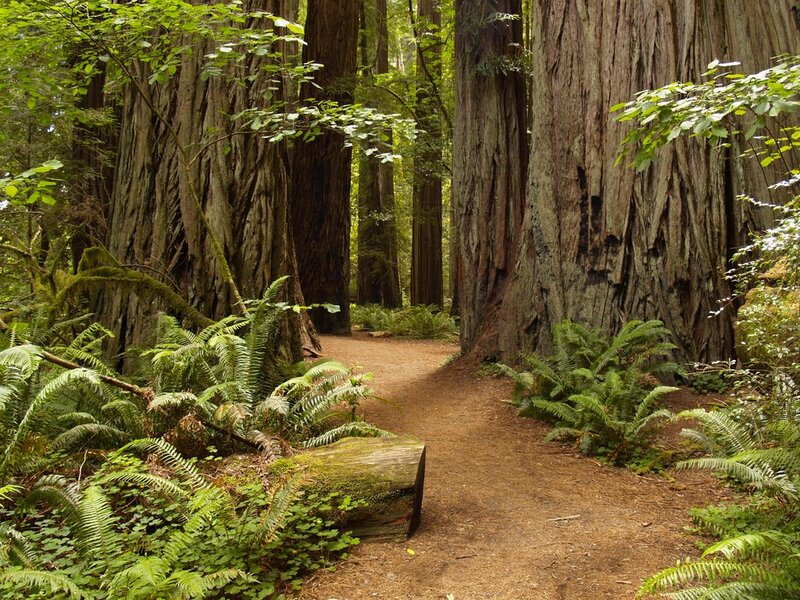 Redwood Forest Path — Green, Serene, Afternoon, Photograph, Trees, Fern