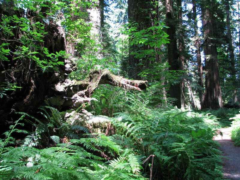 Redwood Forest Path — Green, Serene, Afternoon, Photograph, Trees, Ferns