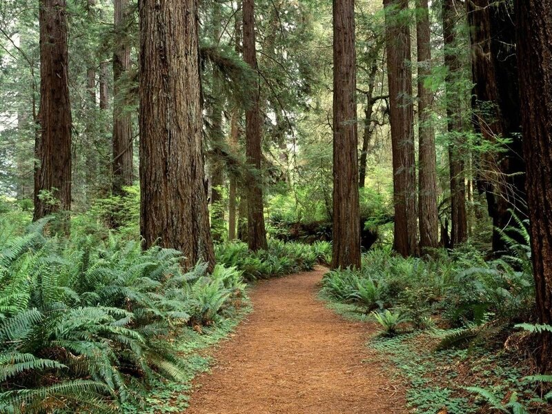 Redwood Forest Path — Green, Serene, Afternoon