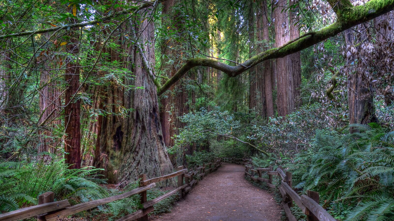 Redwood Forest Path — Green, Serene, Morning, Photograph, Trees, Fence