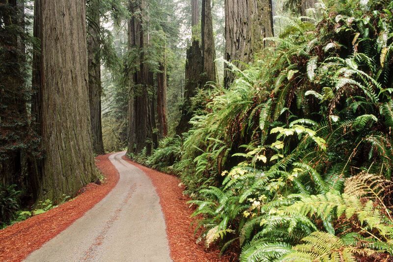 Redwood Forest Path — Green, Serene, Morning, Photograph, Trees, Ferns