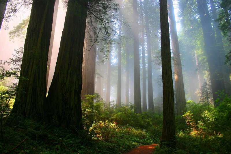 Redwood Forest Path — Green, Serene, Morning, Photograph, Trees, Fog, Sunlight