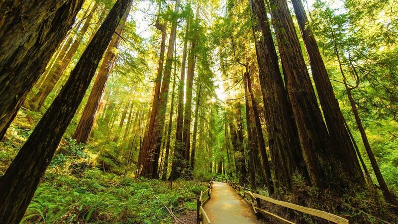 Redwood Forest Path — Green, Serene, Morning, Photograph, Trees, Fog