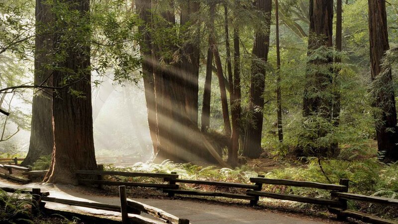 Redwood Forest Path — Green, Serene, Morning, Photograph, Trees, Sunlight, Fence