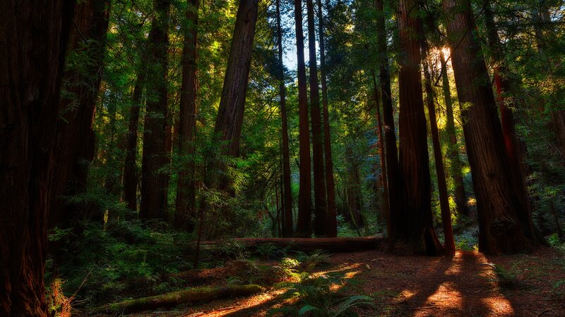 Redwood Forest Path — Green, Serene, Morning, Photograph, Trees, Sunlight