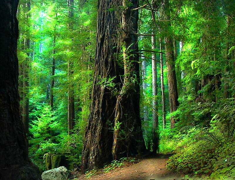 Redwood Forest Path — Green, Serene, Morning