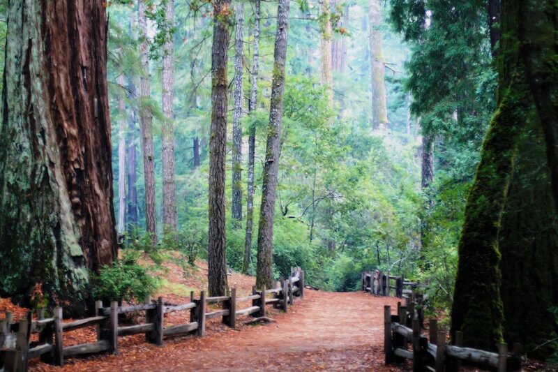 Redwood Forest Path — Green, Serene, Photograph