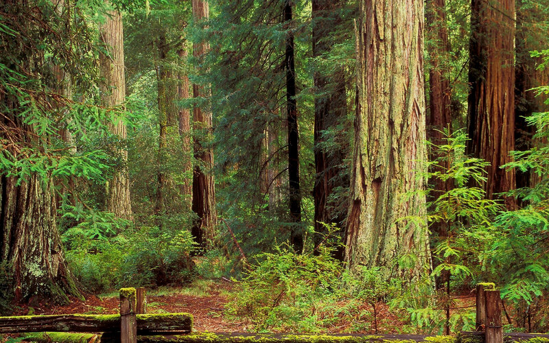 Redwood forest path