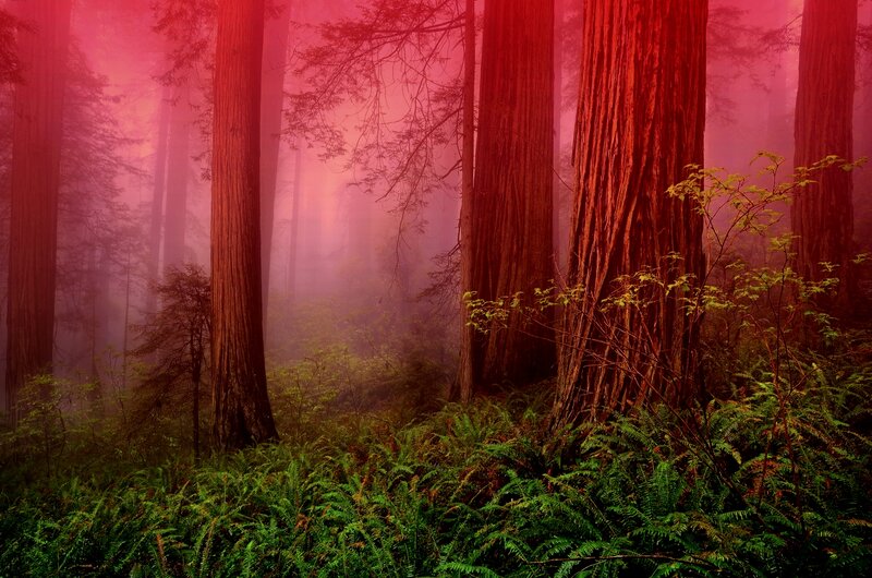 Redwood Forest — Red