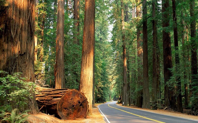 Redwood Forest Road