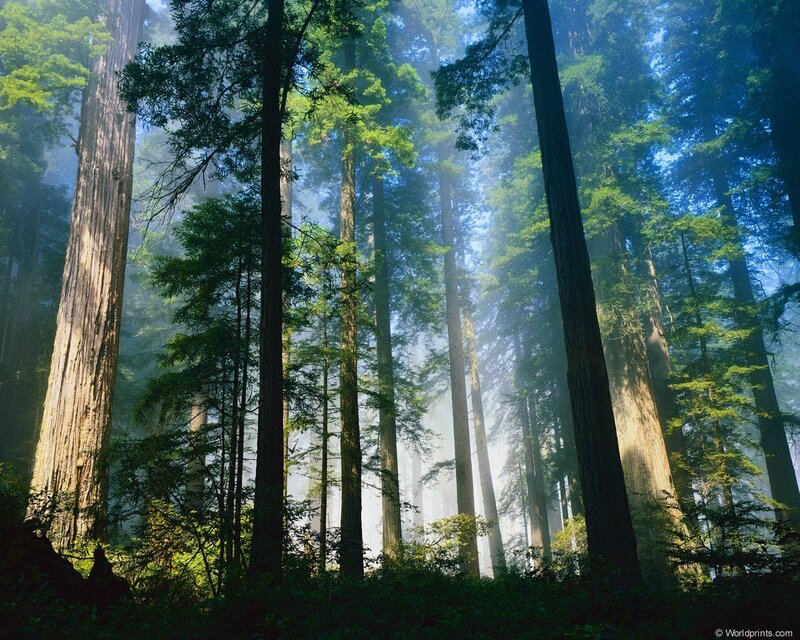 Redwood Forest — Serene