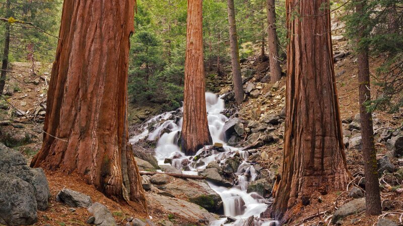 Redwood forest stream