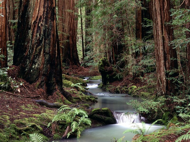 Redwood forest stream