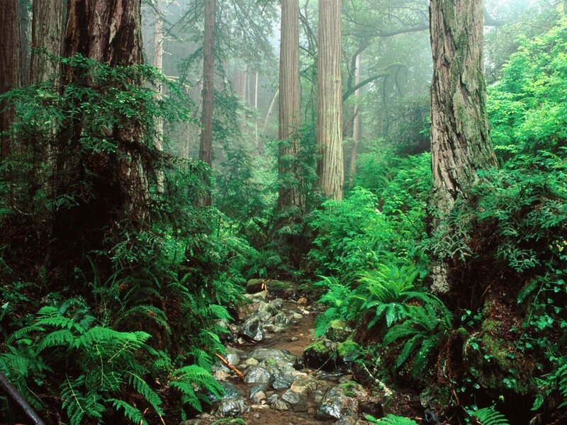 Redwood Forest Stream — Green, Misty, Morning