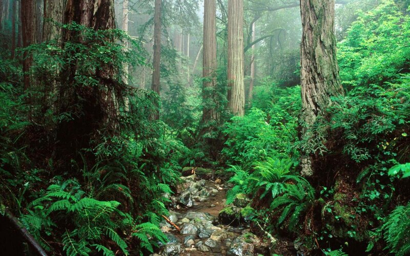 Redwood Forest Stream — Green, Misty