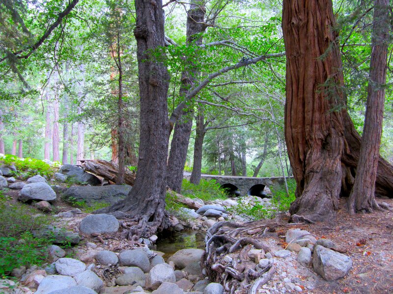 Redwood Forest Stream — Green, Serene, Afternoon