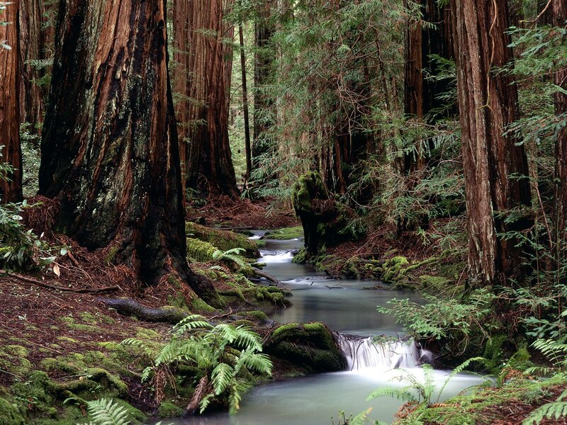 Redwood Forest Stream — Green, Serene, Photograph