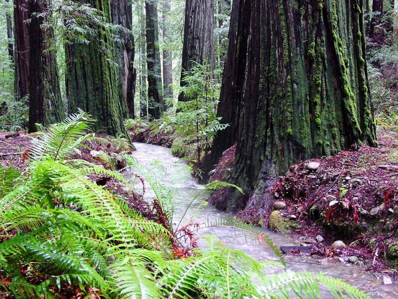 Redwood Forest Stream — Green, Serene
