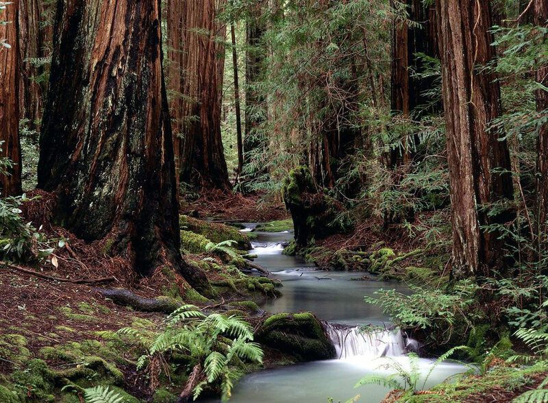 Redwood Forest Stream — Green
