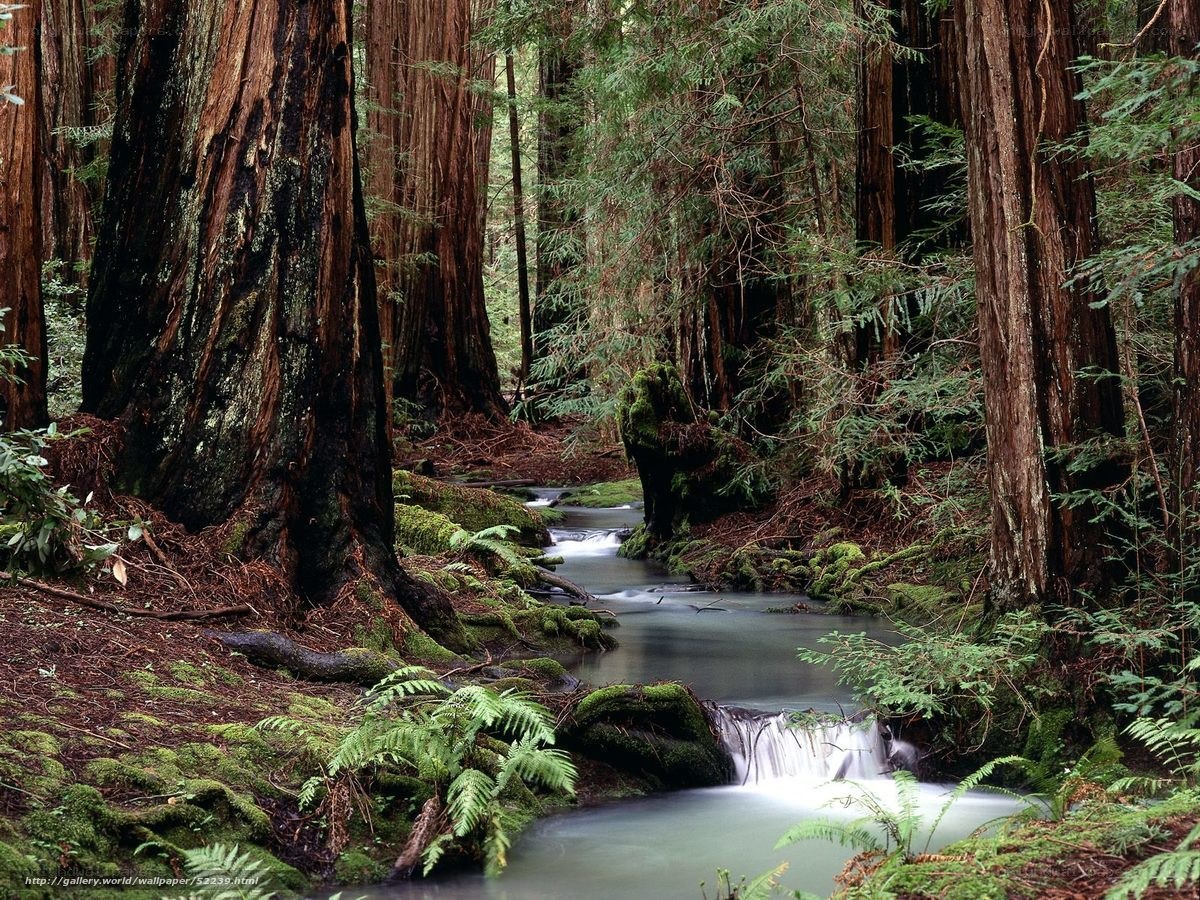 Redwood forest stream
