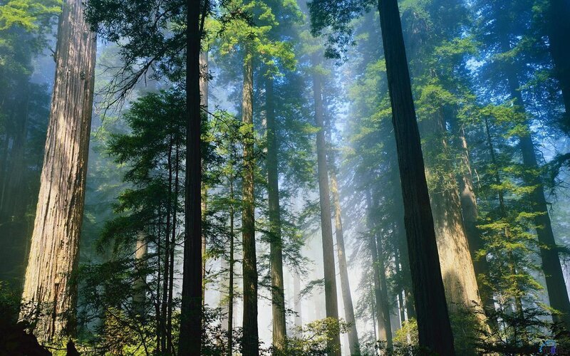 Redwood Forest