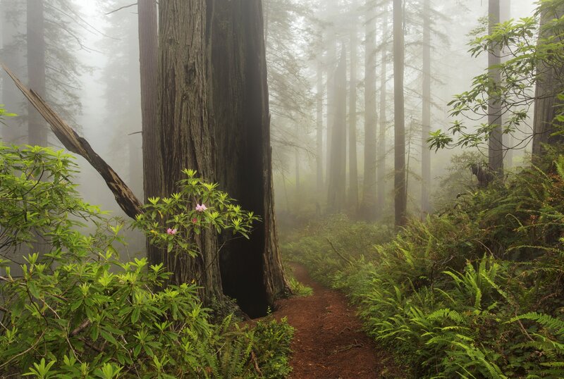 Redwood Forest Trail — Green