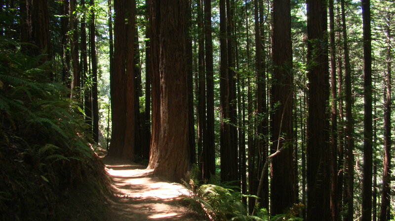Redwood Forest Trail