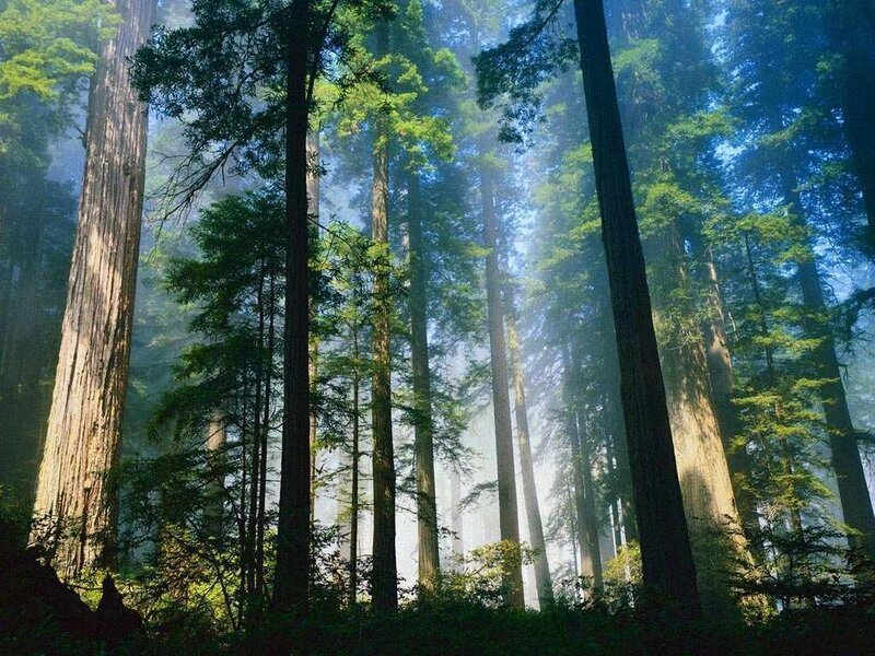 Redwood Forest — Trees